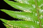 : - Polystichum californicum