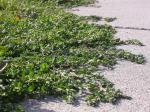 Vogelknöterich - Polygonum aviculare