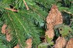 Sitka-Fichte - Picea sitchensis