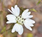 : - Hemizonia congesta