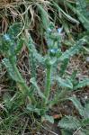 Hunds-Kerbel - Anthriscus caucalis