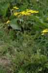 Wiesen-Pippau - Crepis biennis