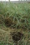 : - Elymus pycnanthus