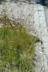 :-Festuca trachyphylla
