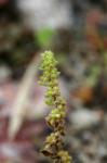 Behaartes Bruchkraut - Herniaria hirsuta