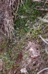 Aloëblättriges Filzmützenmoos - Pogonatum aloides