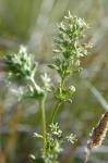 Ohrlöffel-Leimkraut - Silene otites