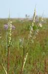 Salz-Schlickgras - Spartina anglica