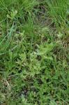 Gekielter Feldsalat - Valerianella carinata