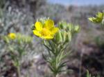 Pennsylvanisches Fingerkraut - Potentilla pensylvanica