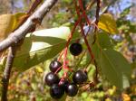 Virginische Traubenkirsche - Prunus virginiana
