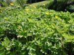 Kriechender Hahnenfuß - Ranunculus repens