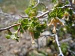 Wüsten-Johannisbeere - Ribes cereum