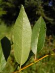 : - Salix boothii