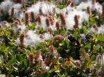 Netz-Weide - Salix reticulata