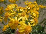 : - Senecio integerrimus