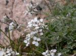 : - Smelowskia calycina