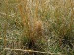 : - Stipa comata