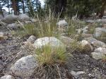 :-Stipa occidentalis
