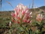 : - Trifolium macrocephalum