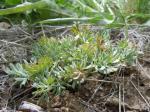 : - Viola beckwithii