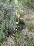 : - Toxicoscordion paniculatum