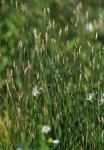 Gewöhnliche Sumpfbinse - Eleocharis palustris