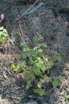 Spreublume - Achyranthes aspera