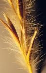 : - Andropogon hallii