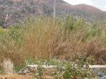 Pfeilrohr - Arundo donax