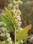 Weisser Gänsefuss - Chenopodium album  album