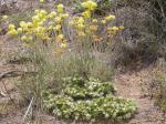 : - Eriogonum ovalifolium