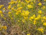 : - Gutierrezia sarothrae