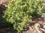 : - Dyssodia papposa