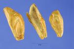 Purpur-Tanne - Abies amabilis
