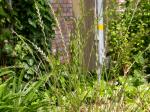 Italienisches Raygras - Lolium multiflorum