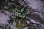:-Asplenium petrarchae