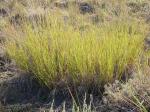 :-Muhlenbergia cuspidata