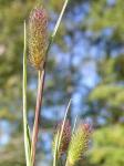 Alpen-Lieschgras - Phleum alpinum