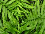 : - Blechnum magellanicum