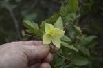 Macchien-Waldrebe - Clematis cirrhosa