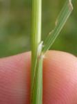 : - Agrostis thurberiana