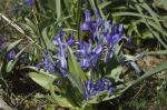 : - Iris planifolia