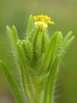 Knäuel-Madie - Madia glomerata