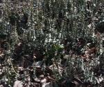 Efeu - Hedera helix subsp. helix