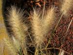 : - Pennisetum villosum