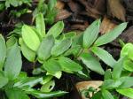 : - Luzuriaga radicans