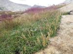 Arktische Weide - Salix arctica