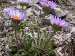 : - Townsendia parryi