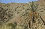 Echte Dattelpalme - Phoenix dactylifera